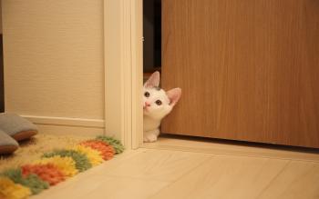 Kissa kurkkaa ovesta